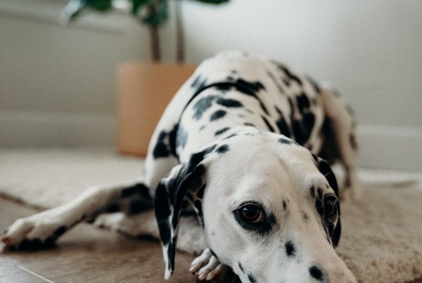Dalmatian on a beautiful laminate floor