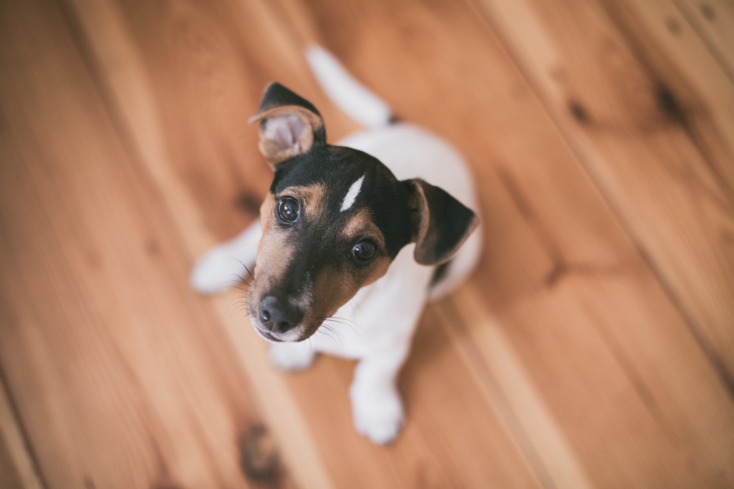 A cute dog on a wooden floor