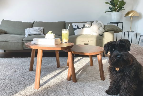 A black fluffy dog on a gorgeous greay shagpile carpet, sitting next to a coffee table.