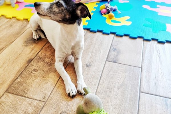 Top 5 tips on how to take care of your LVT floor