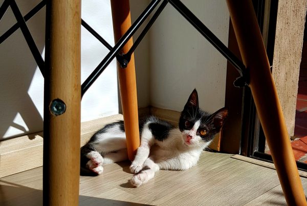 What floor works best with pets?