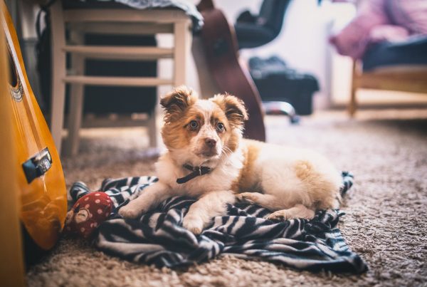 Puppy looking cute on a carpet
